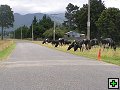 thn_NZ leden-unor 2006 014.jpg